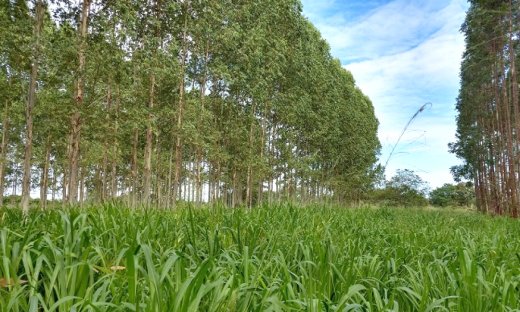 Foto : Seagro - Governo Do Tocantins